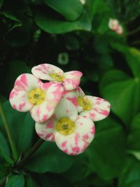 Close-up of pink flowers growing on tree