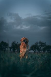 Dog in a field