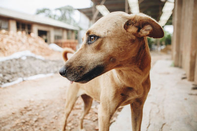 Close-up of dog