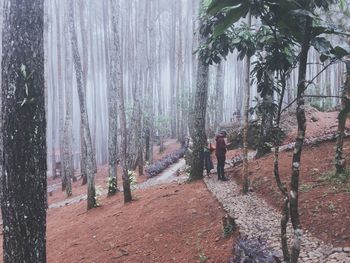 Panoramic view of trees in forest