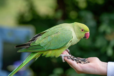 Cropped image of hand holding parrot perching outdoors