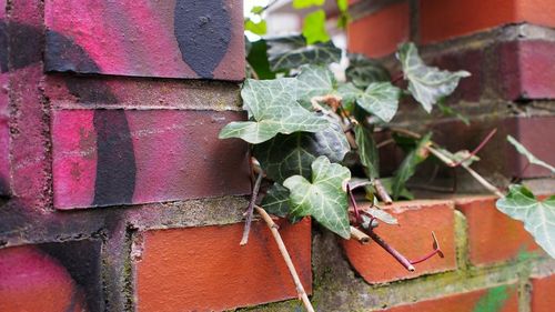 Close-up of plant growing on brick wall