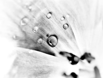 Close-up of wet flower
