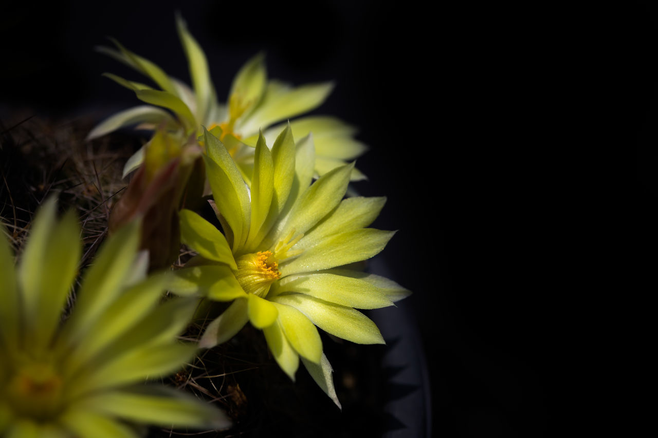 CLOSE-UP OF YELLOW FLOWERING PLANT