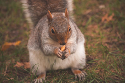 Close-up of squirrel eating grass