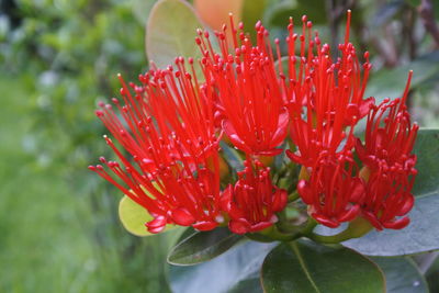 Close-up of red flowering plant