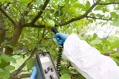 Farm worker testing apples growing on tree