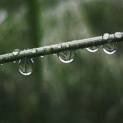 Close-up of water drops on plant