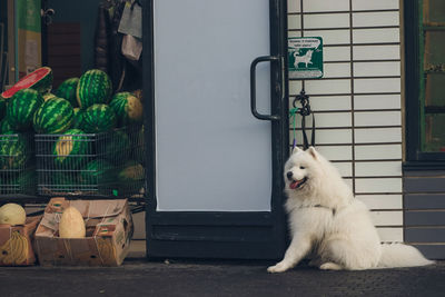 Dog sitting in front of door