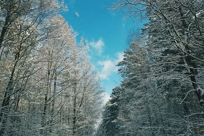 Low angle view of bare trees against sky