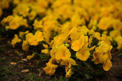 Close-up of insect on yellow flower