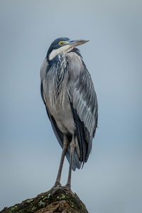 Grey heron stands on stump turning head