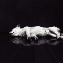 Close-up of a dog resting