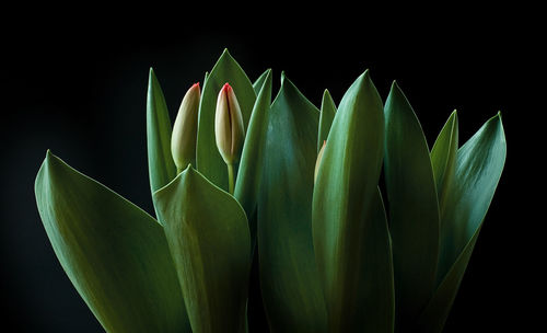 Close-up of plant over black background