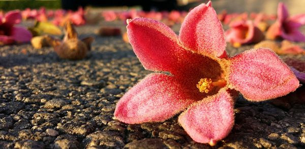 Close-up of pink flower