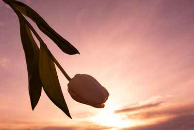 Low angle view of silhouette plant against sky during sunset