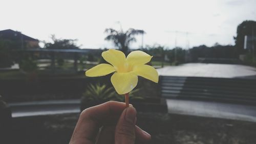 Close-up of hand holding yellow flowering plant