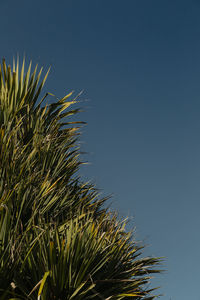 Low angle view of palm tree against clear blue sky