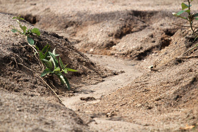 Close-up of small plant growing on field