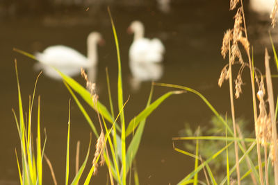 Close-up of fresh grass