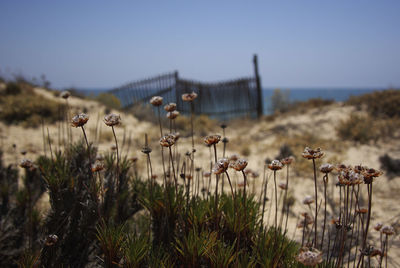 Dry flowers at the sand dune with a blurred fence and ocean line in the background algarve, portugal