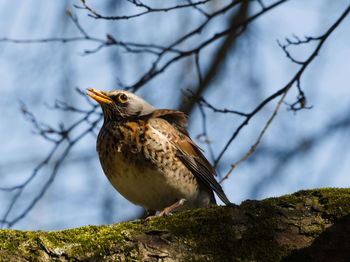 The fieldfare turdus pilaris on a branch. close-up on fieldfare on a tree. singing bird on a branch.