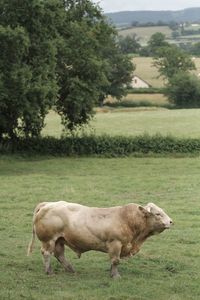 French cow in landscape