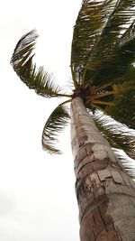 Low angle view of palm tree against clear sky