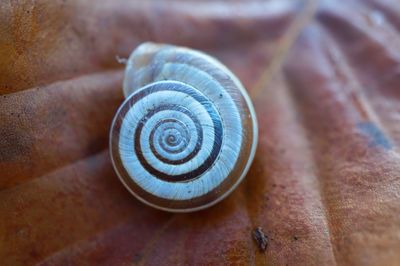 White snail on the plant