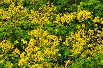 Yellow flowers growing on tree