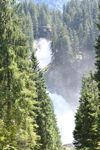 Trees in forest against sky