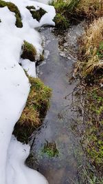 High angle view of plant growing in water