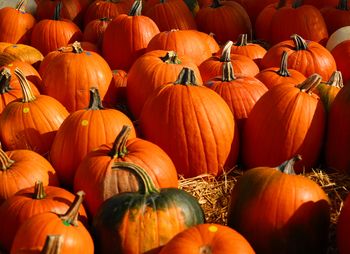 Full frame shot of pumpkins for sale