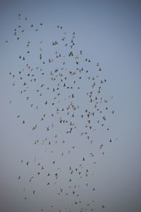 Low angle view of birds flying against clear sky