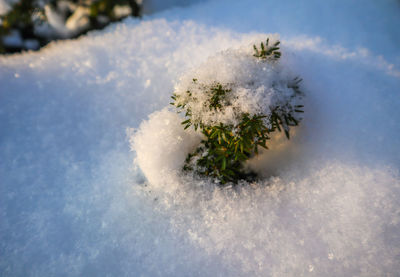 Close-up of snow covered plant on field