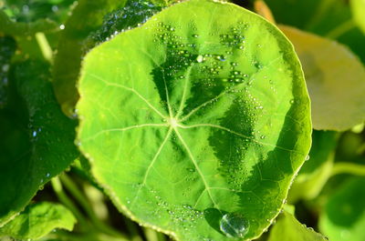 Close-up of wet plant leaves