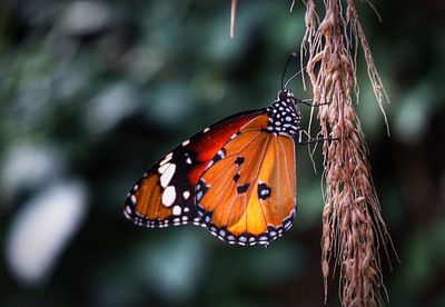 Close-up of monarch butterfly perching on dry vine