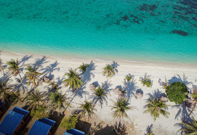 High angle view of palm trees by swimming pool