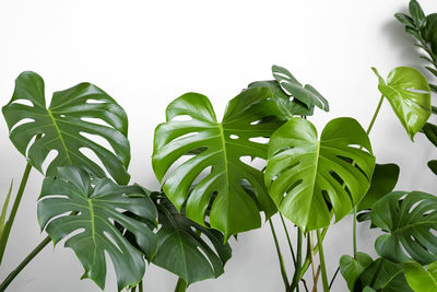 Low angle view of leaves against white background