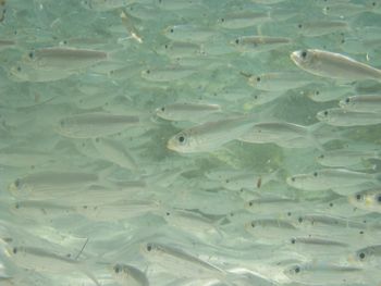 High angle view of fish swimming in water