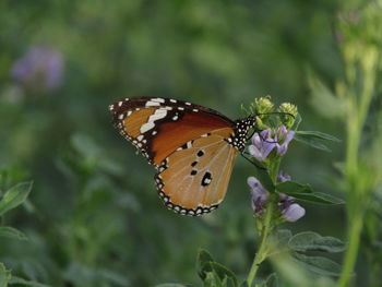 Close-up of butterfly pollinating on purple flower