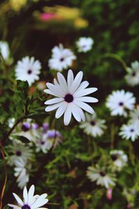 Close-up of white daisy flowers