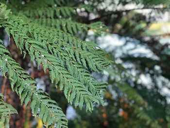 Close-up of green leaves on tree