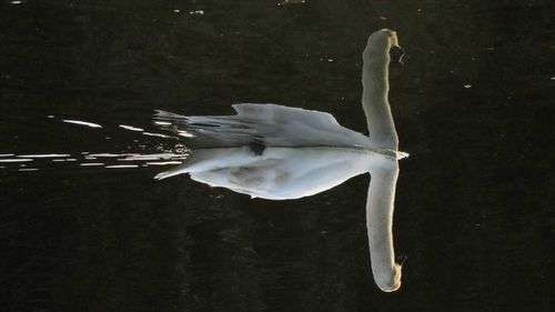 Bird in water