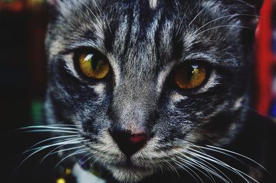 Close-up portrait of a cat