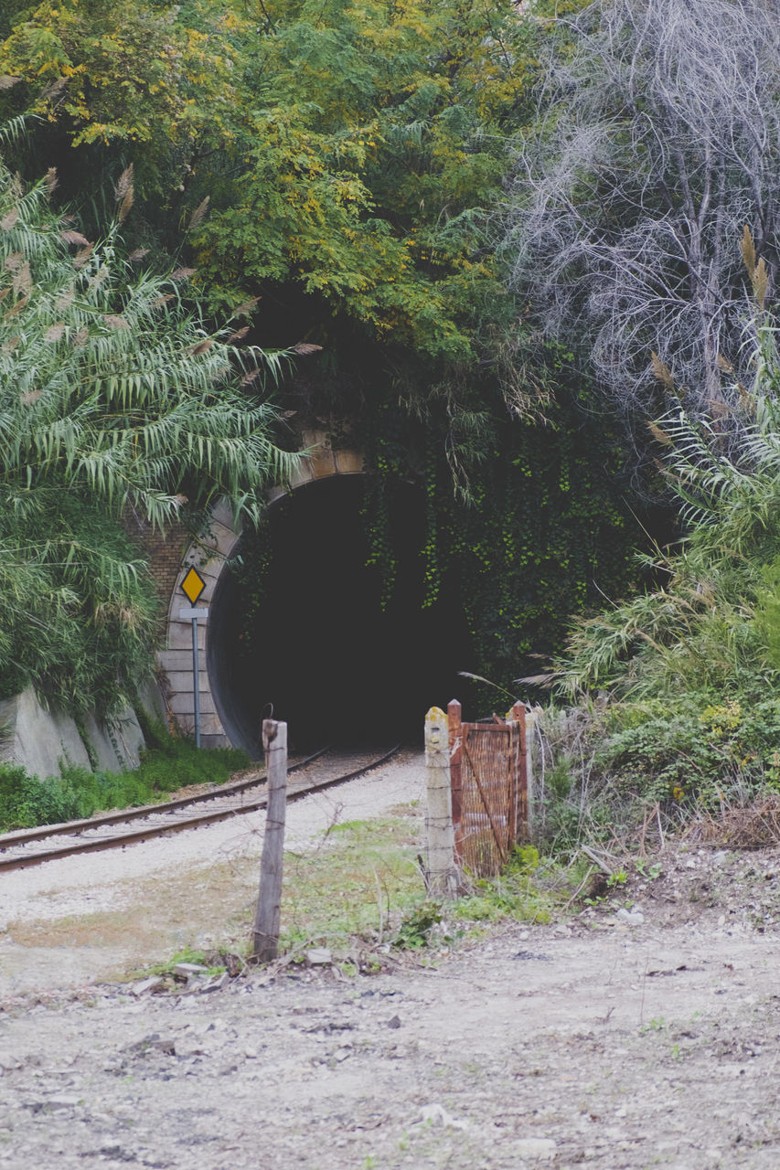 VIEW OF TREES ALONG PLANTS