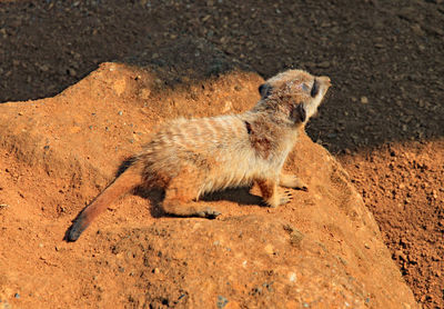 Lion lying on land