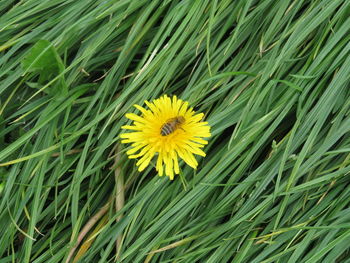 Close-up of yellow flower blooming outdoors