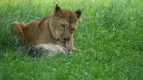 A beautiful lioness portrait of her watching another lion which came close to where she is standing