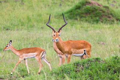 Deer standing in field